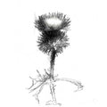 Thistle