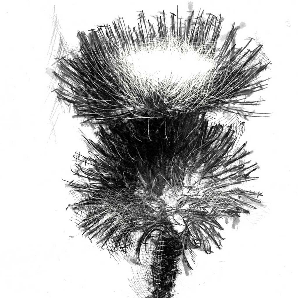 Thistle
