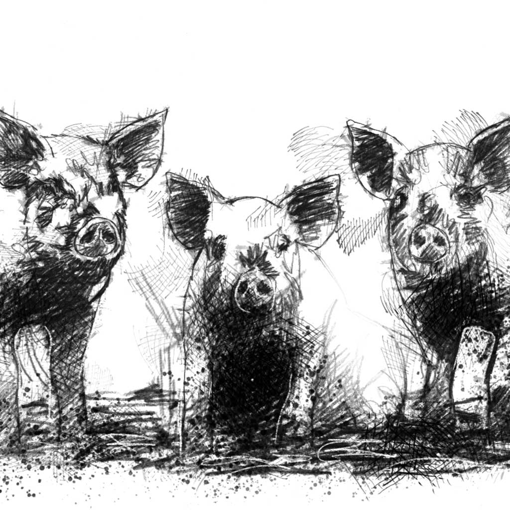Three little pigs - BW Sketch
