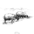 Sheep grazing
