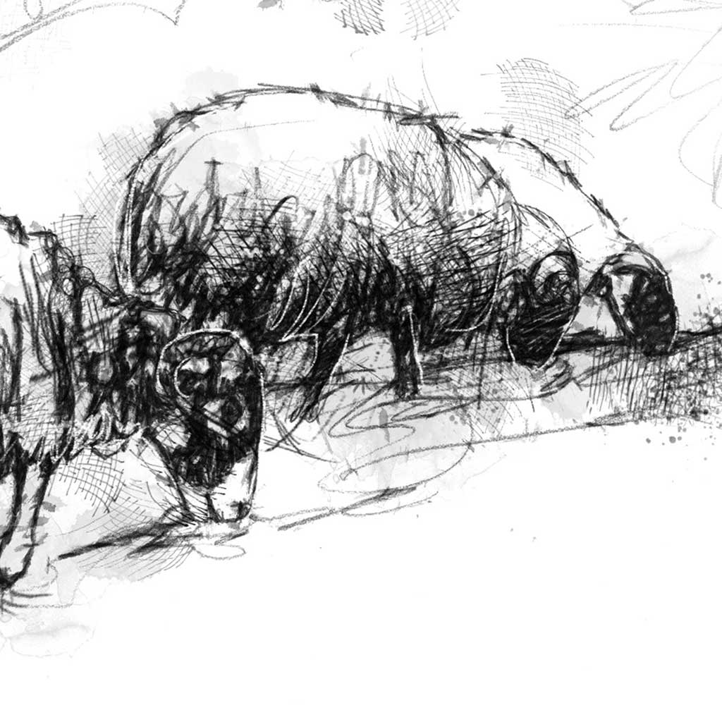 Sheep grazing