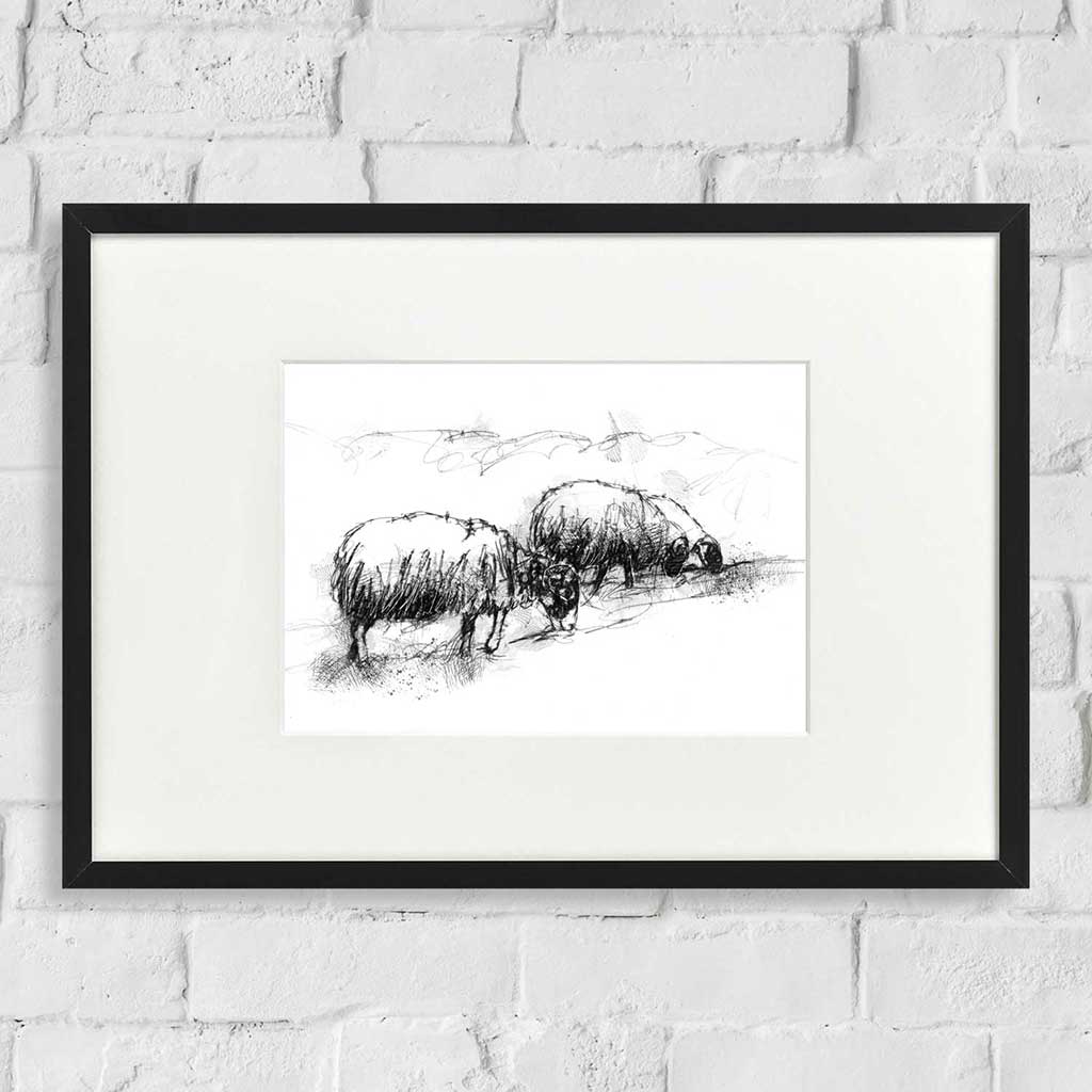 Sheep grazing