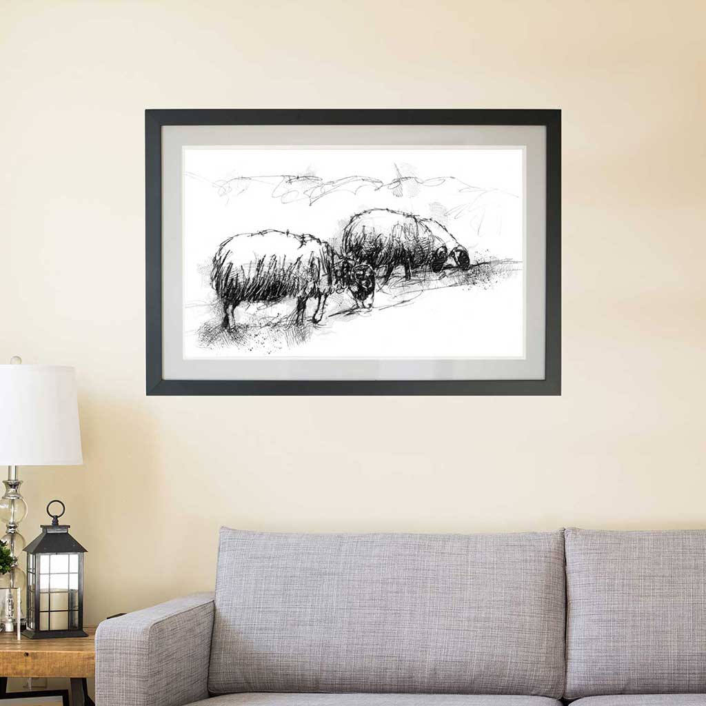 Sheep grazing