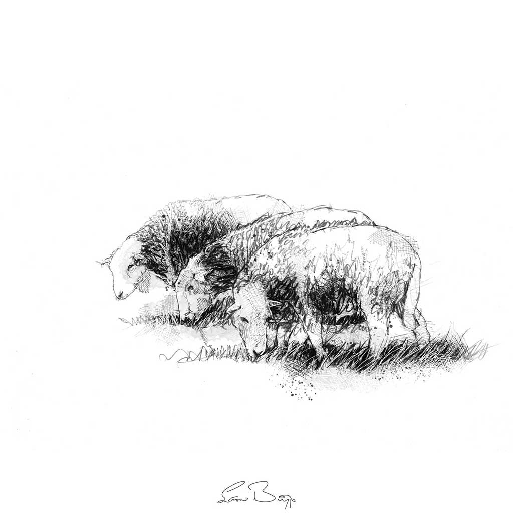 Three Herdwick sheep