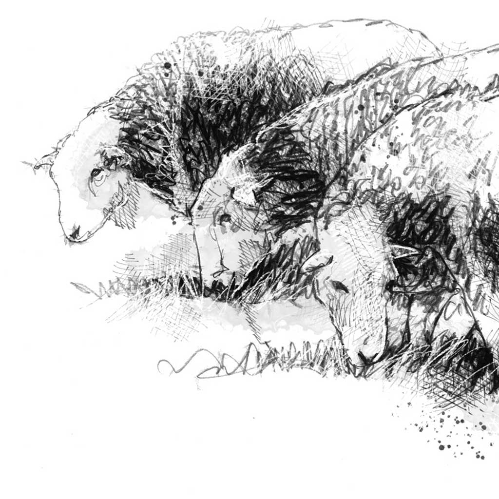 Three Herdwick sheep