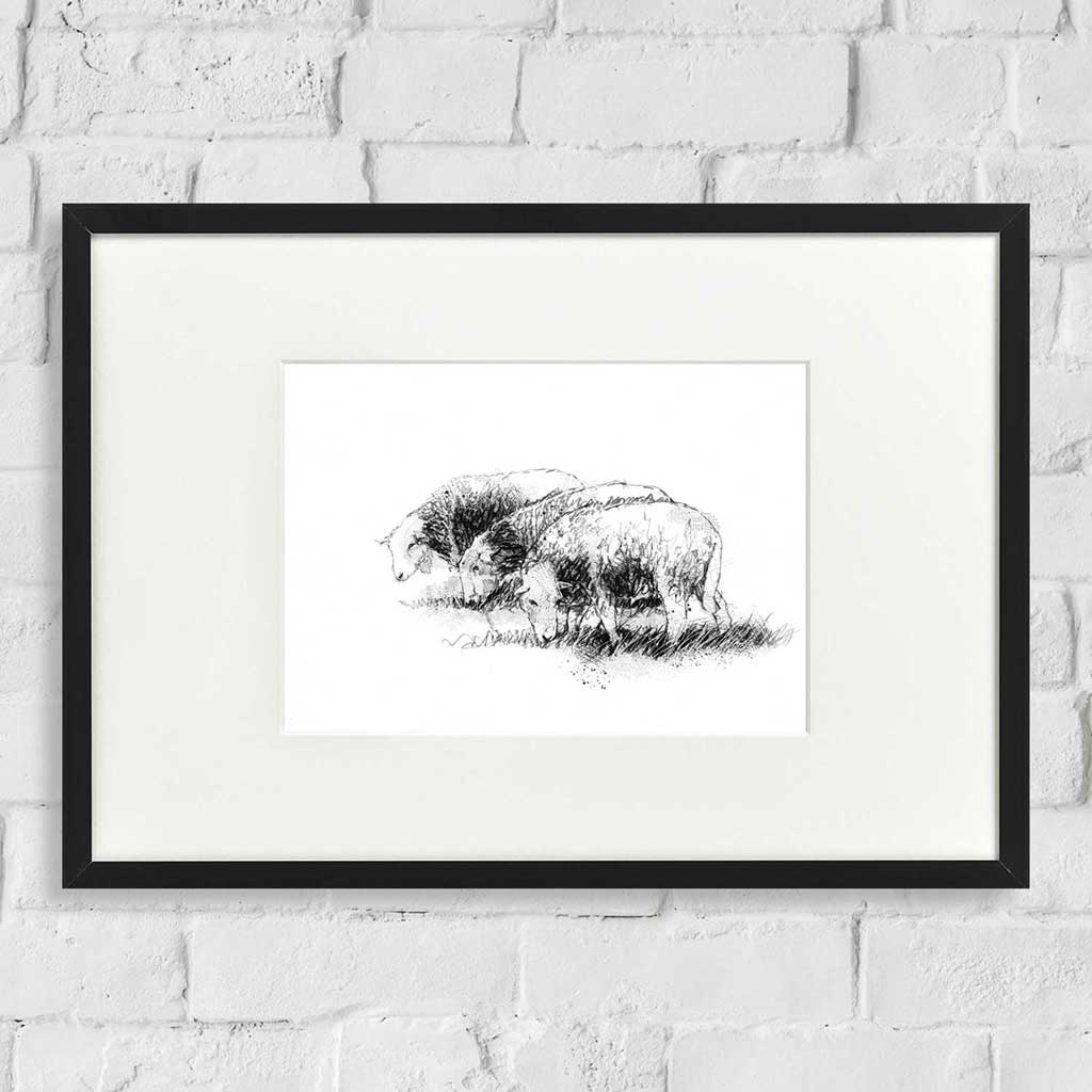 Three Herdwick sheep
