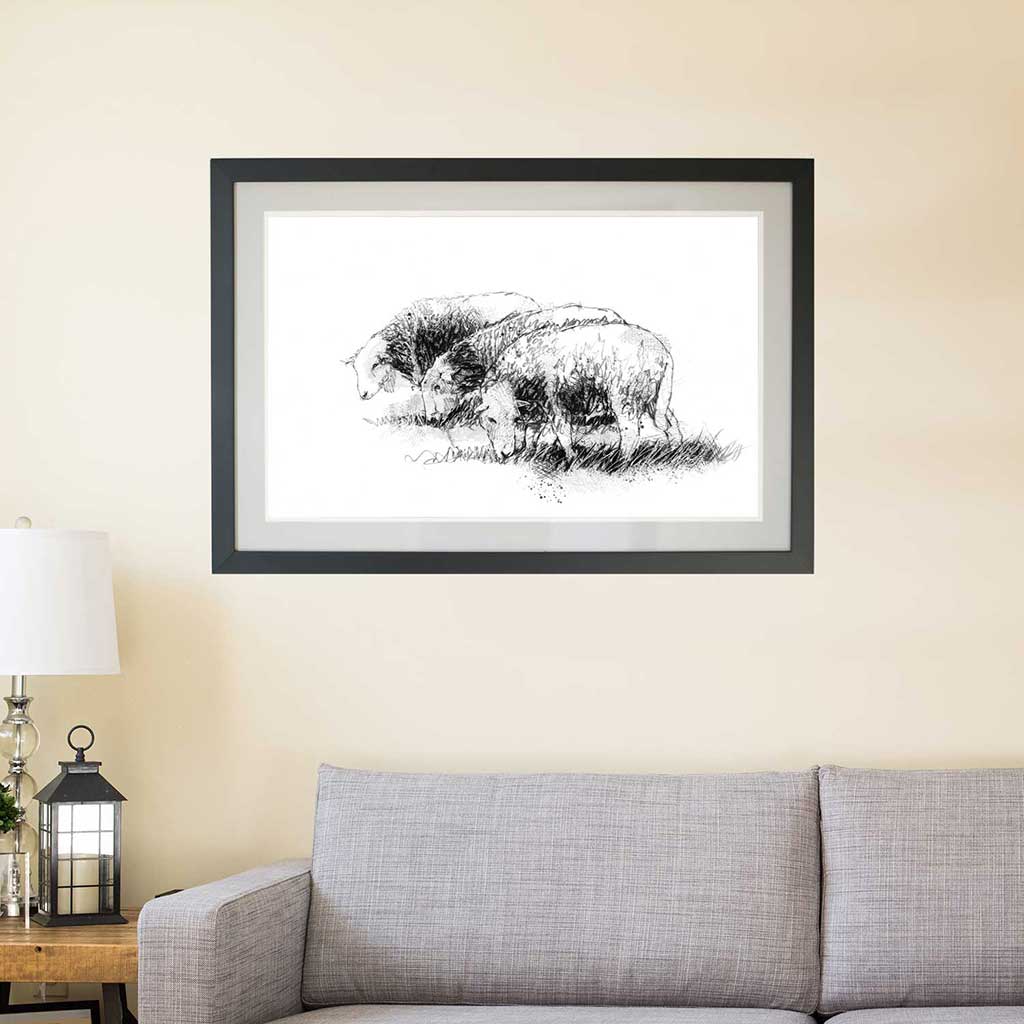 Three Herdwick sheep