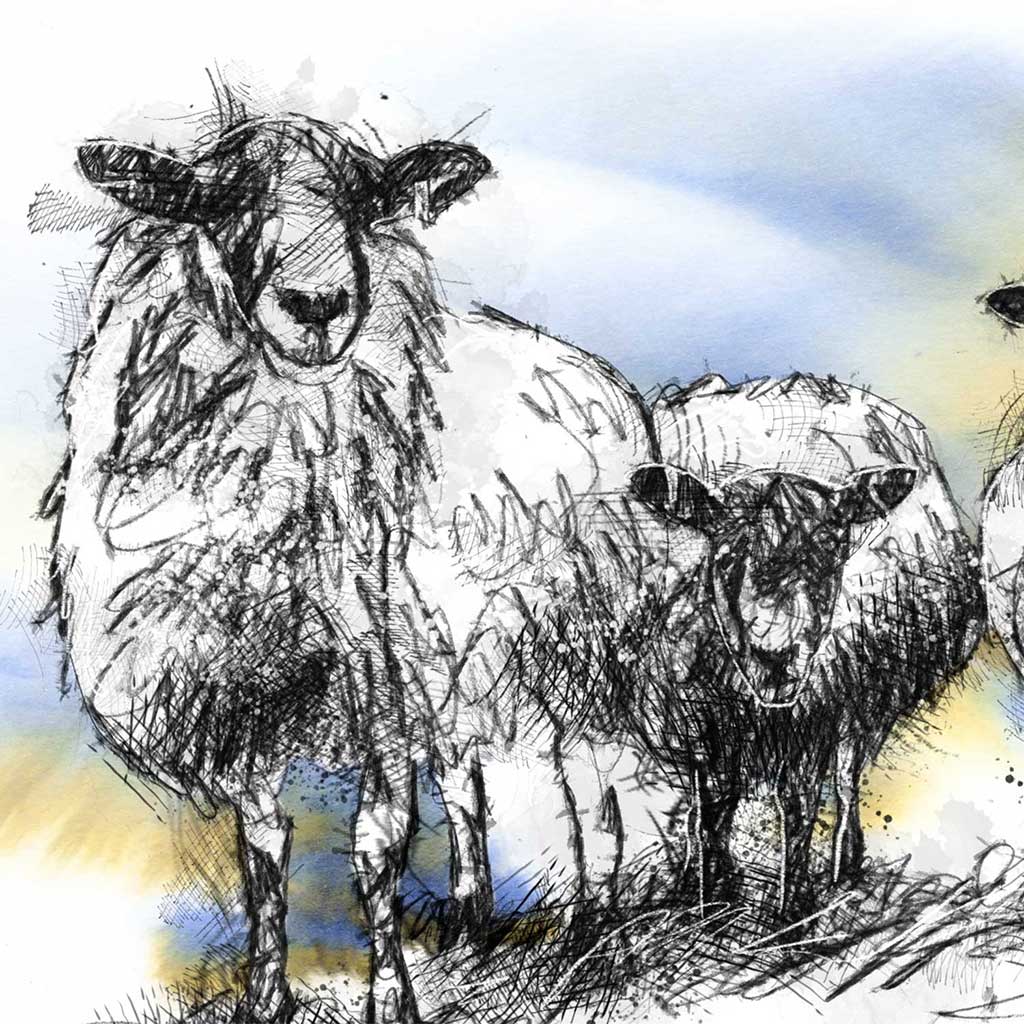 Three sheep