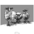 Three sheep snow