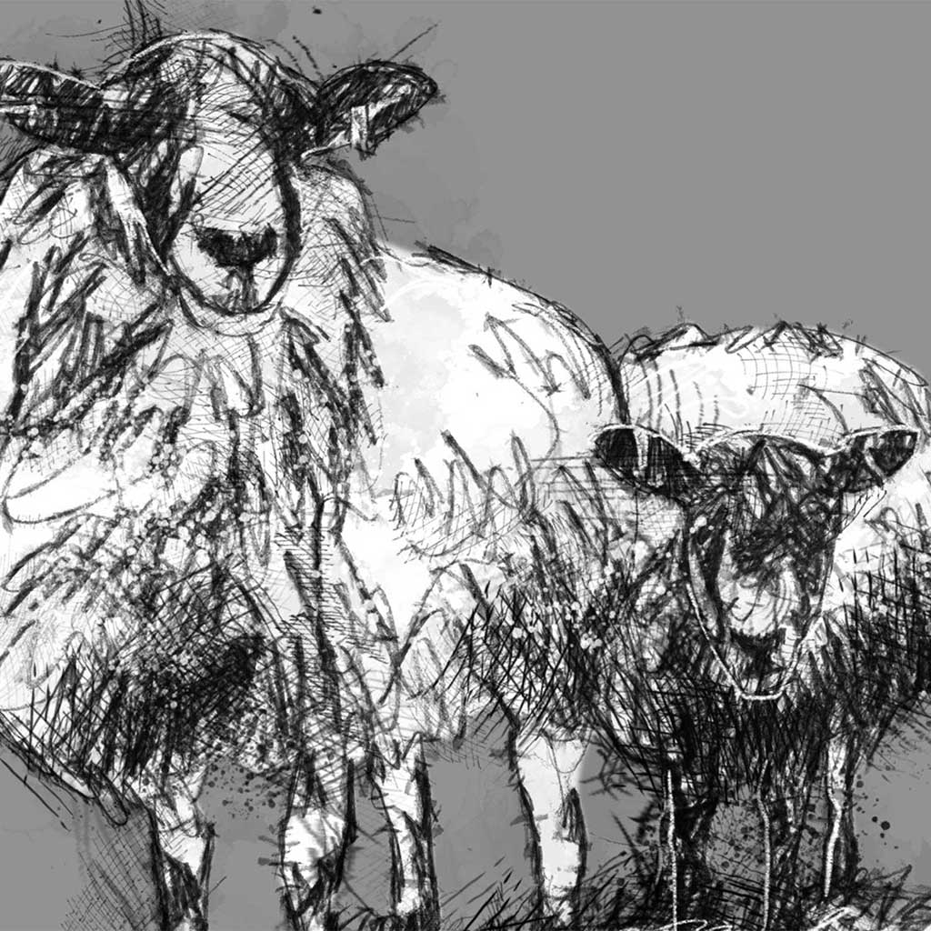 Three sheep snow