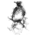 Thrush