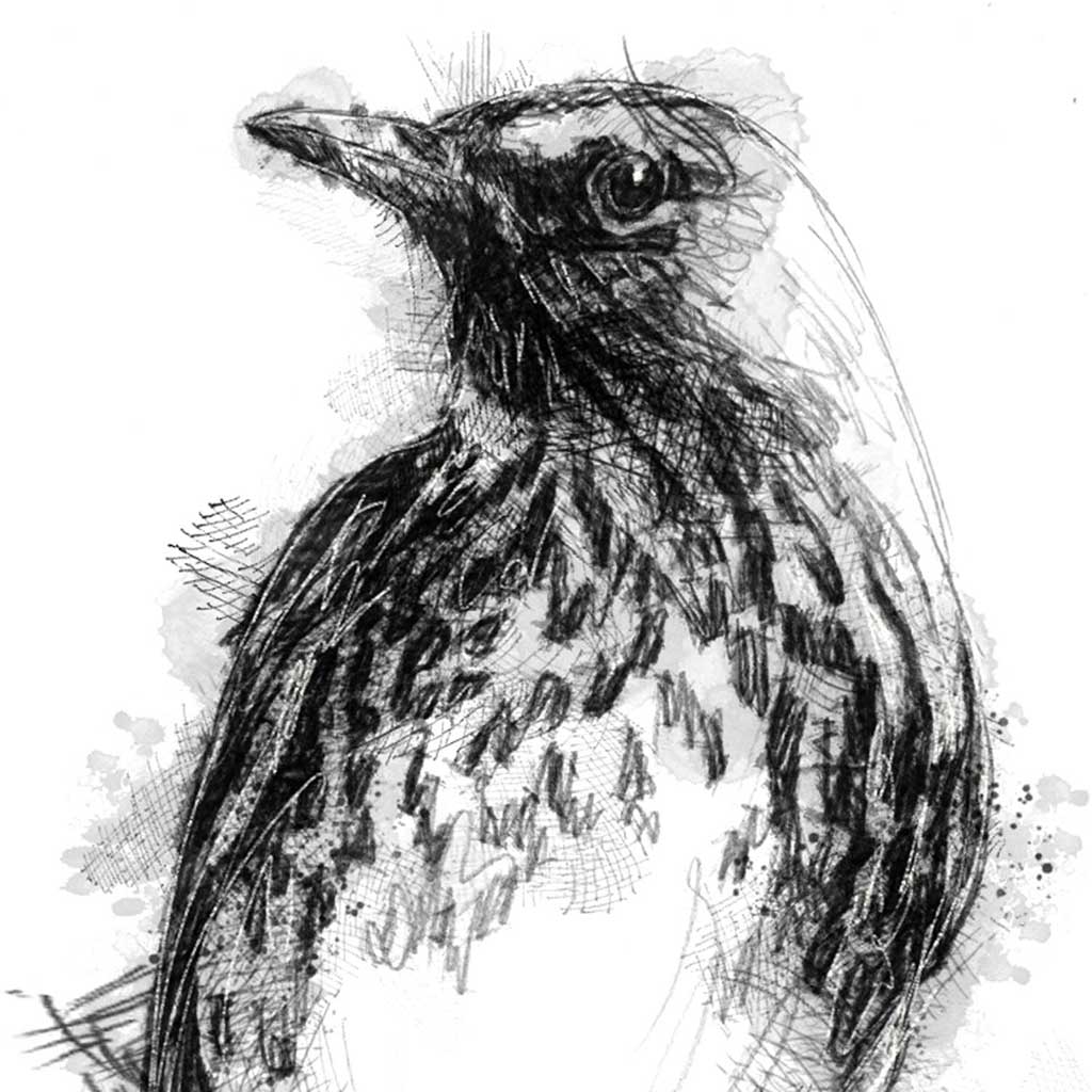 Thrush