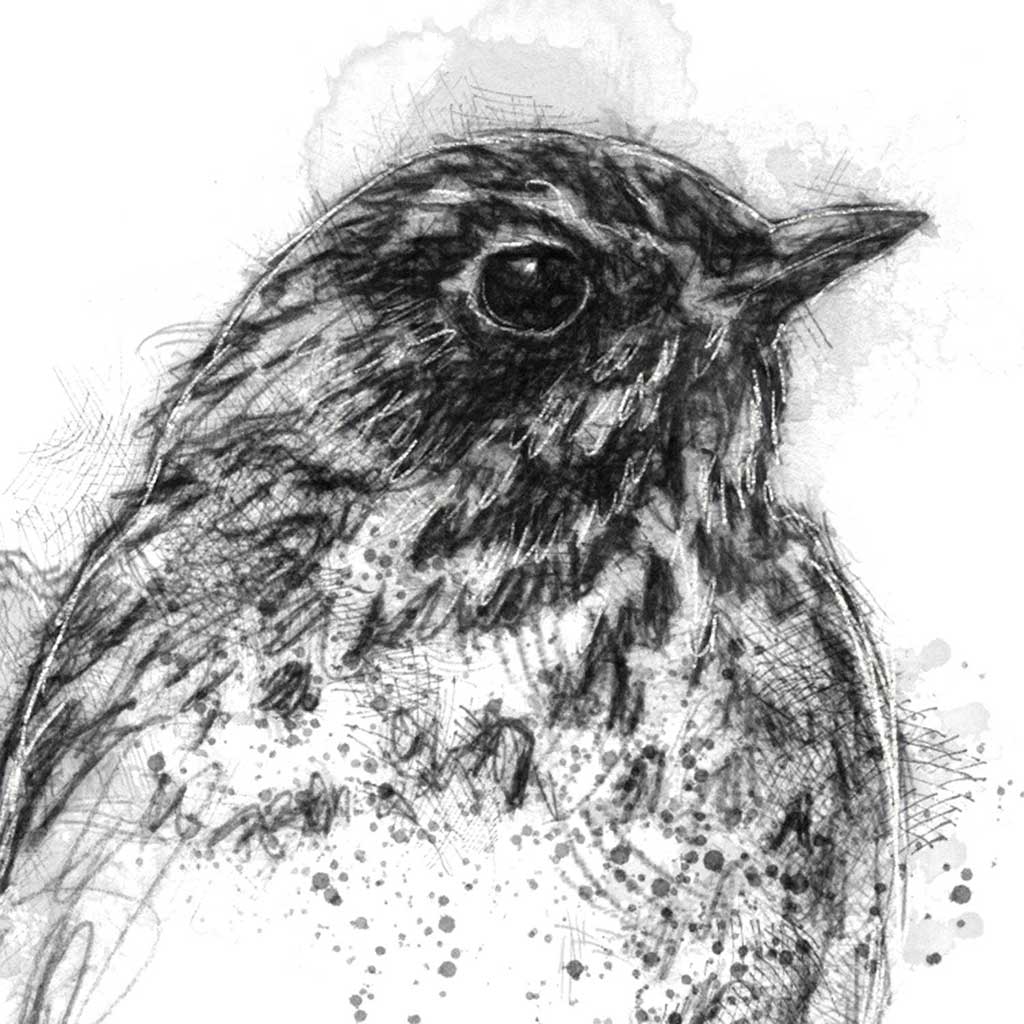 Young thrush bird