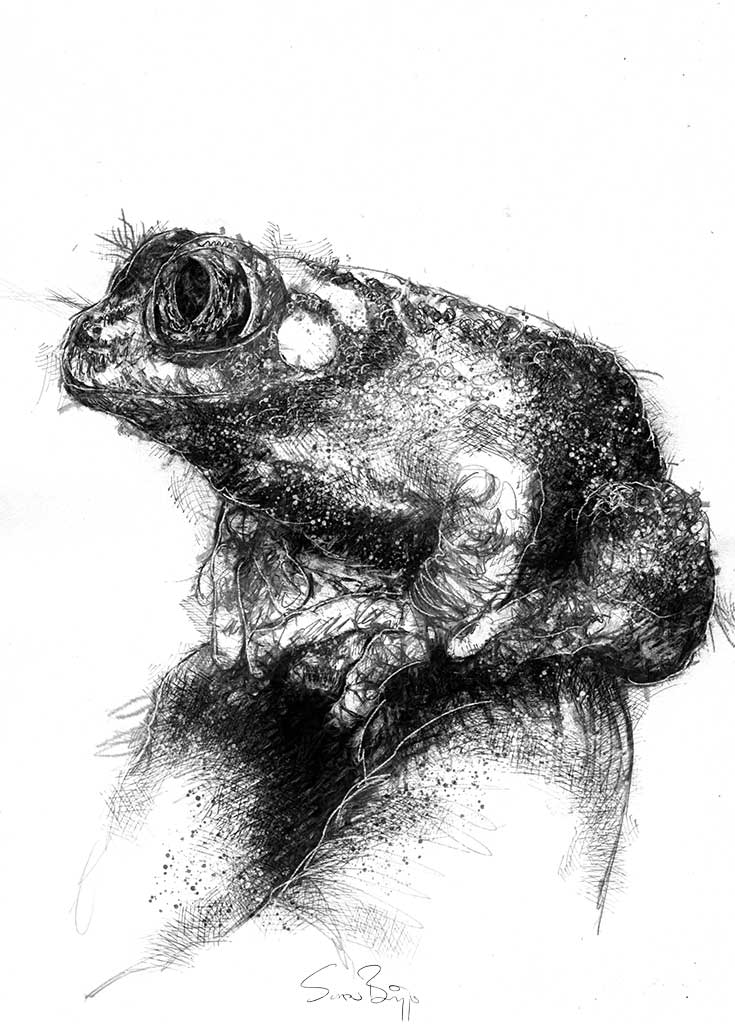 Toad