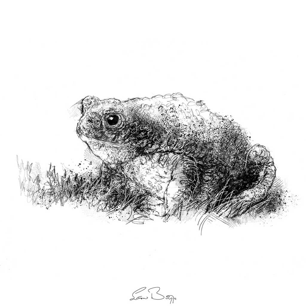 Common toad