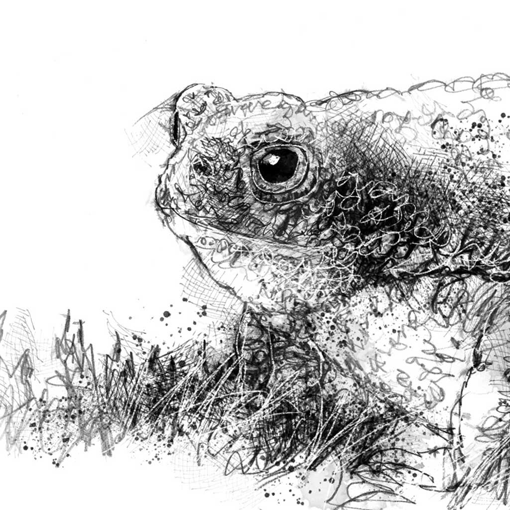 Common toad