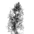 Toadflax