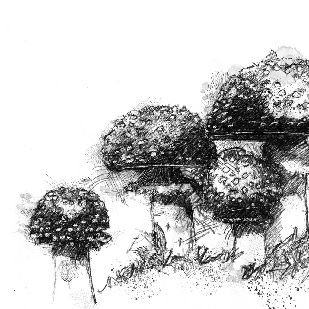 Toadstools