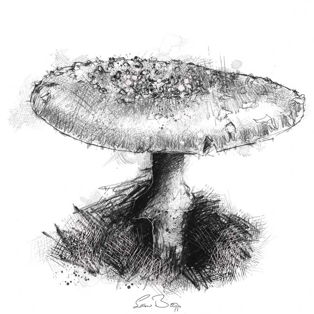 Toadstool