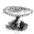 Toadstool