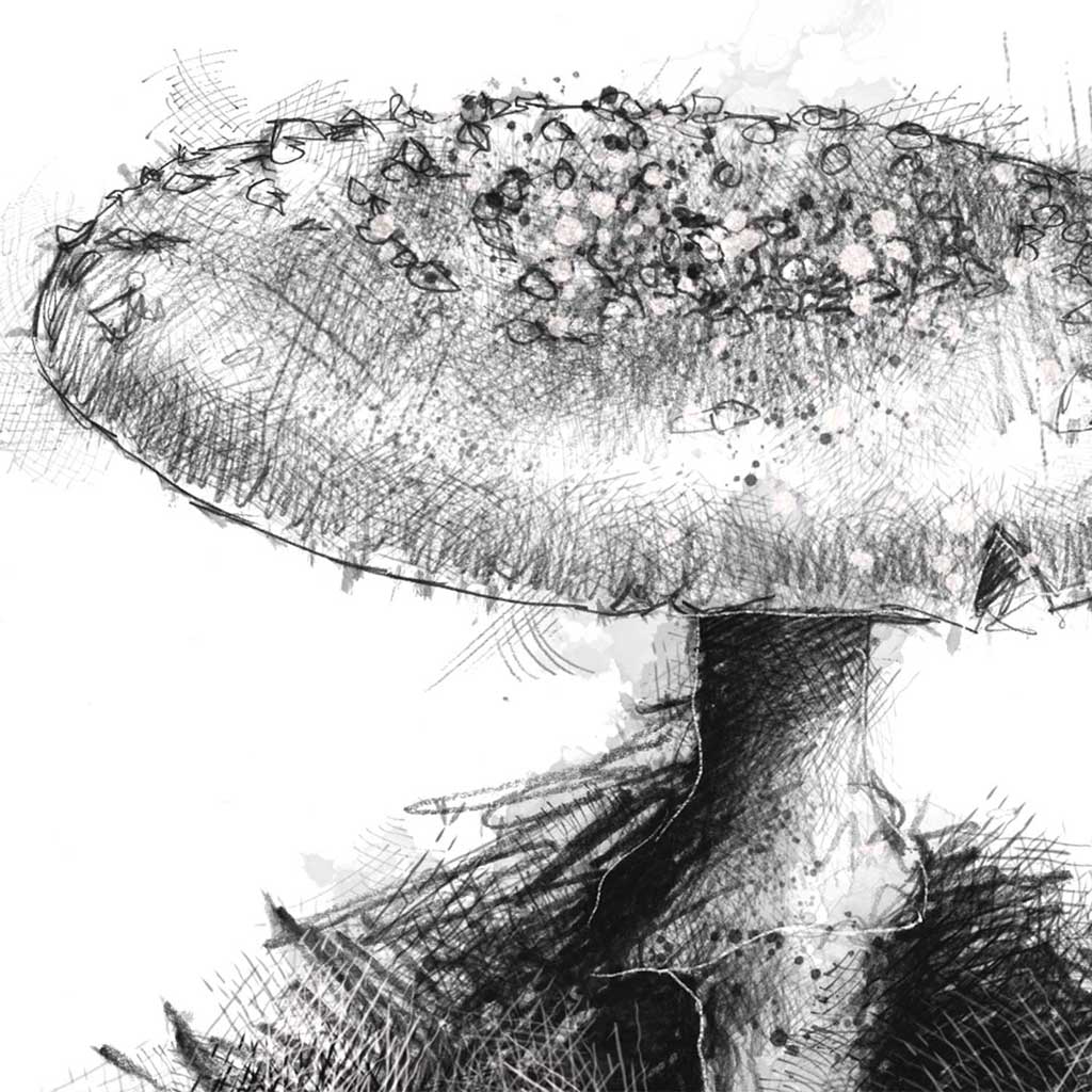Toadstool