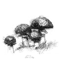 Toadstools