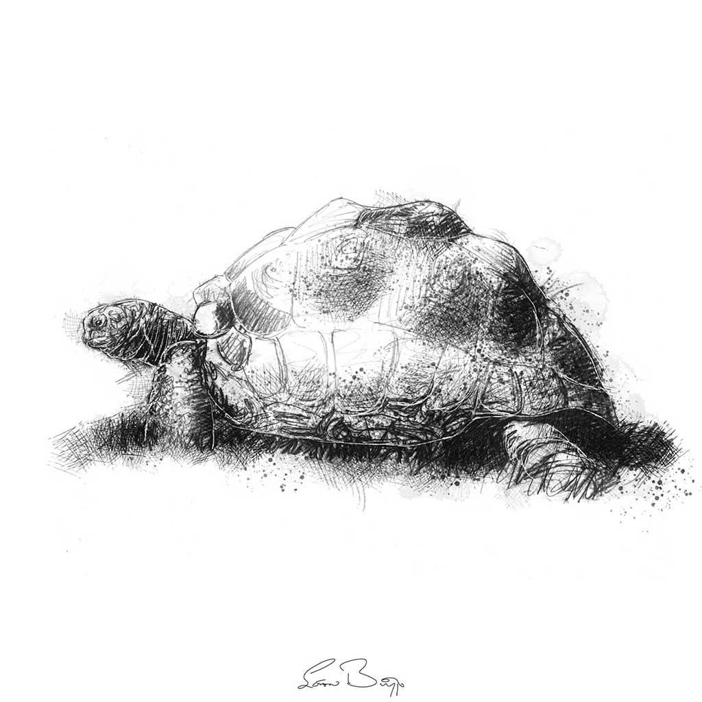 Giant tortoise