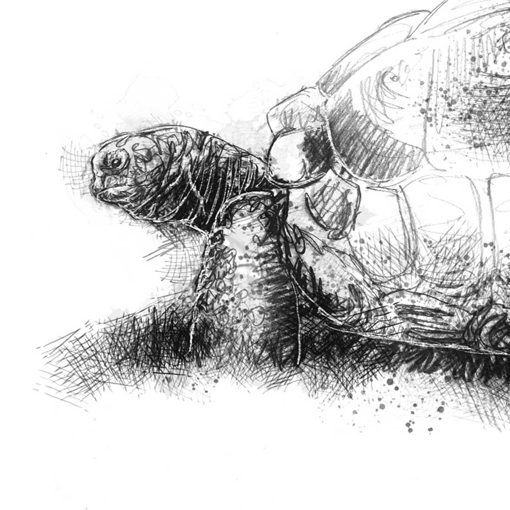 Giant tortoise