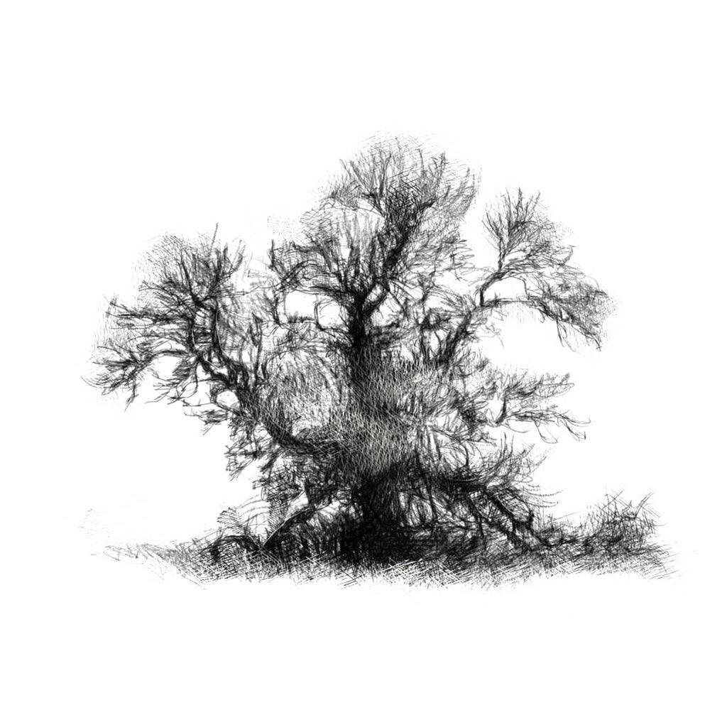 The old oak