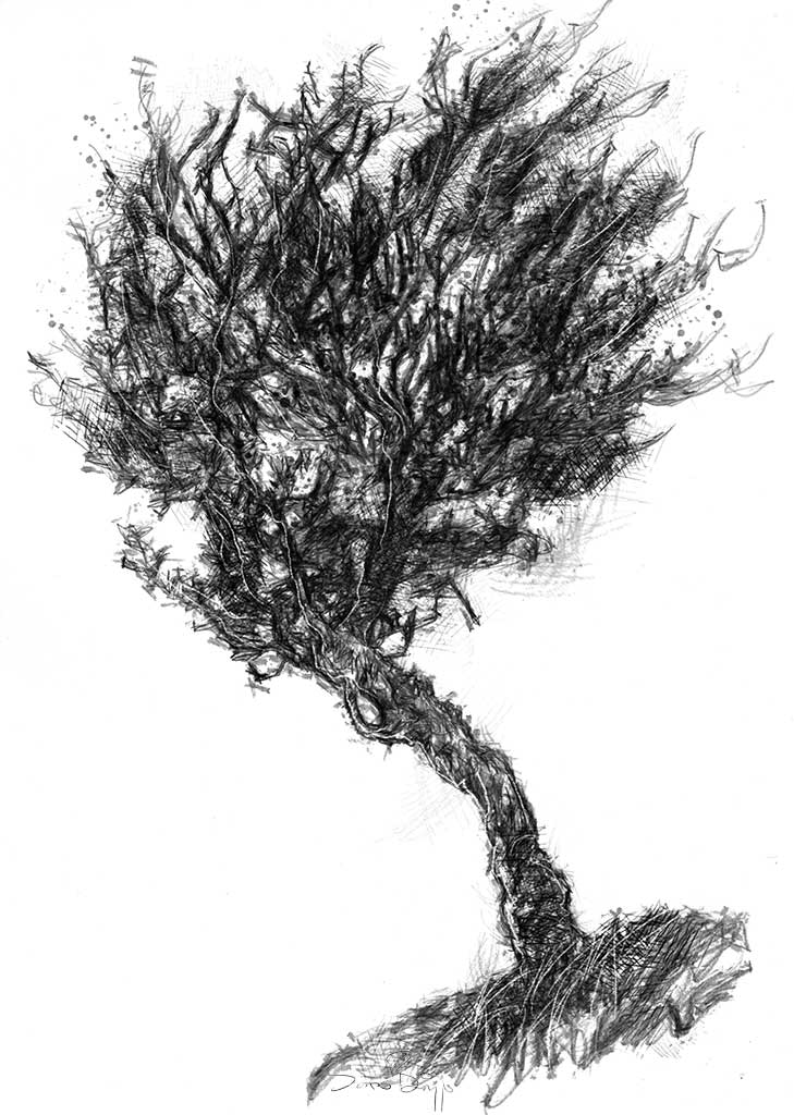 Windswept tree