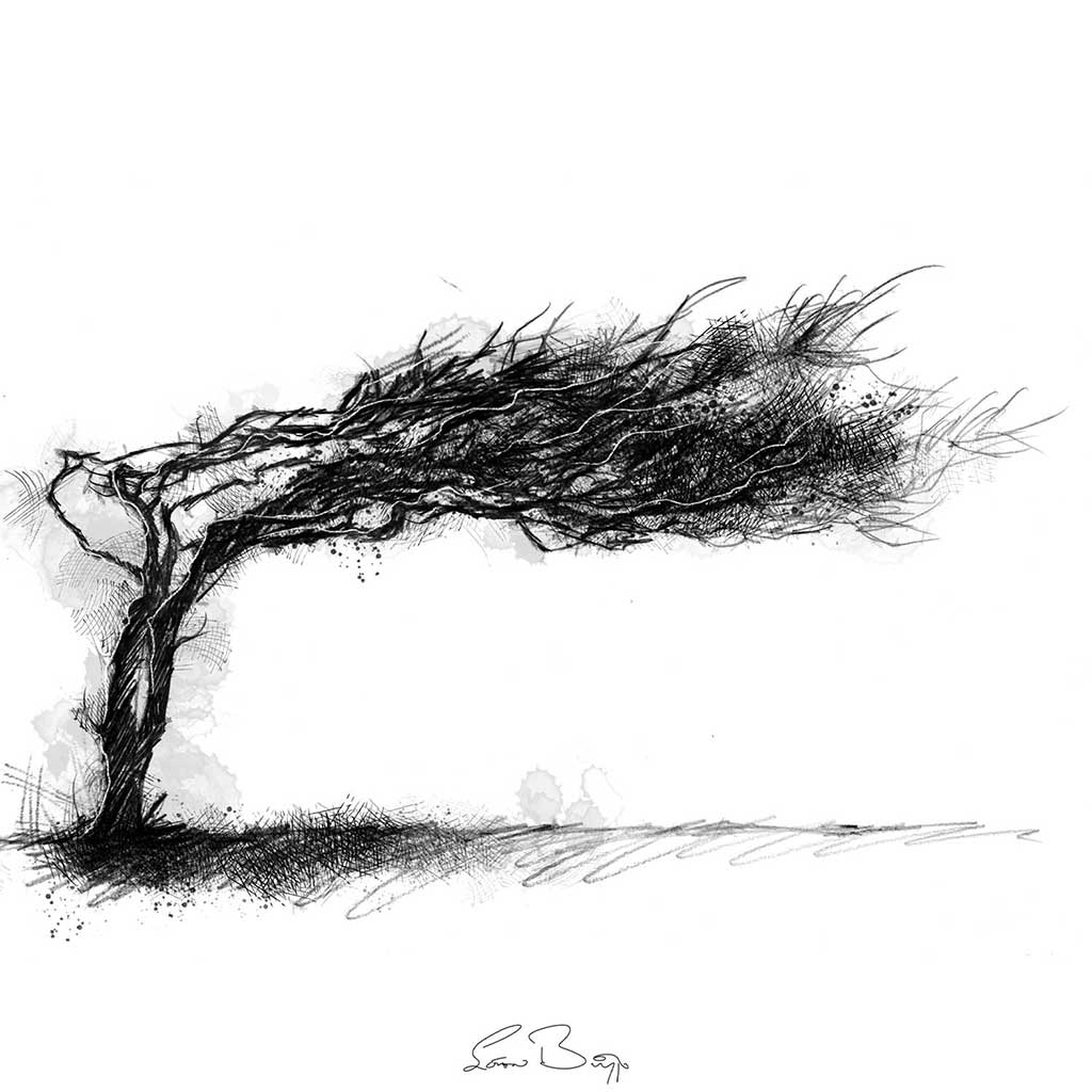 Wind swept tree