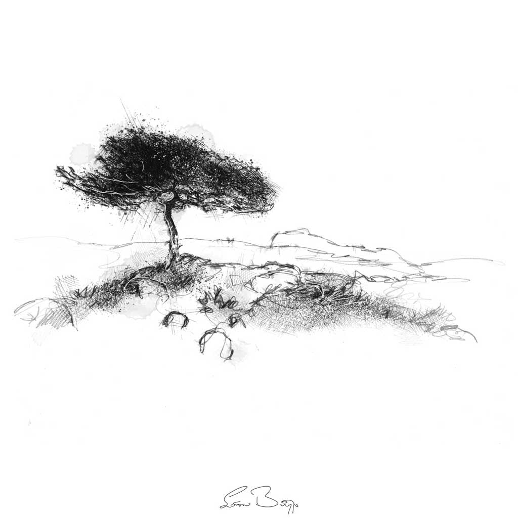 Wind swept tree