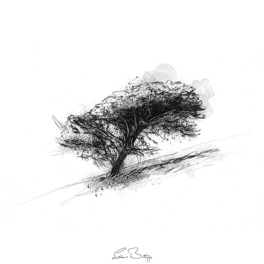 Windswept tree