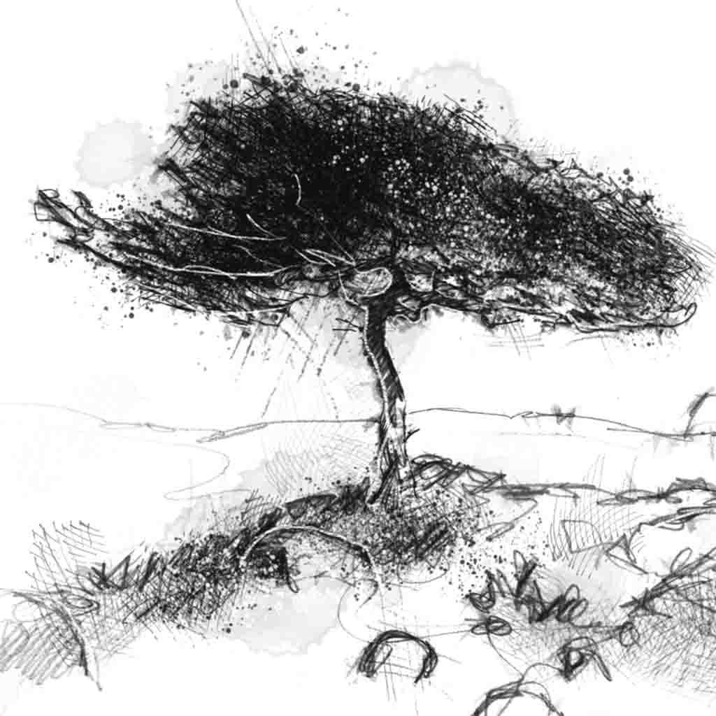 Wind swept tree