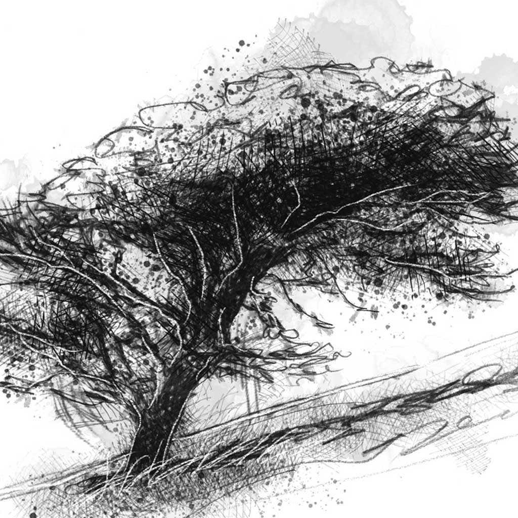 Windswept tree