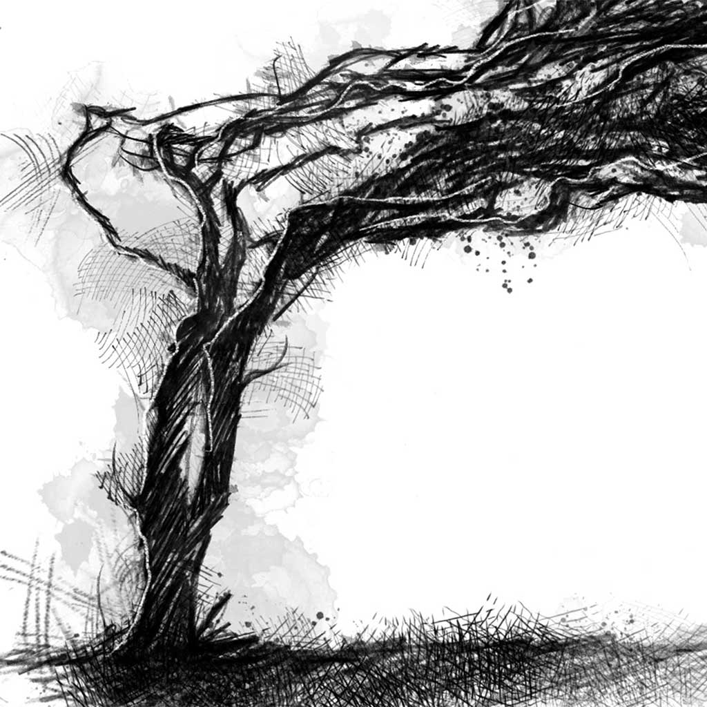 Wind swept tree