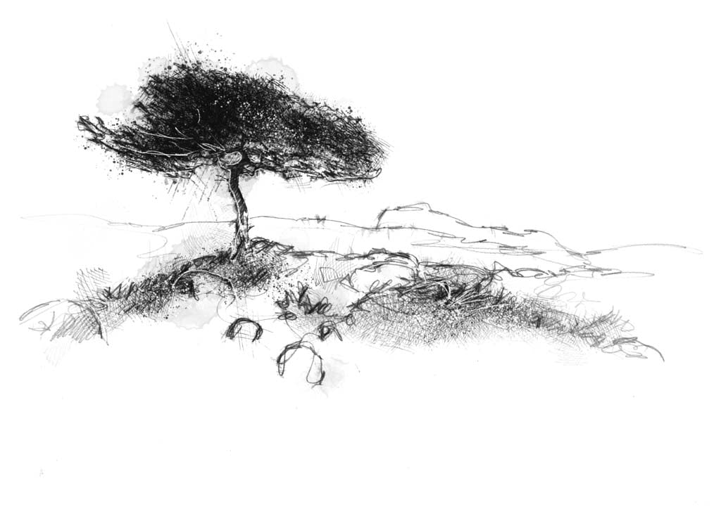 Wind swept tree