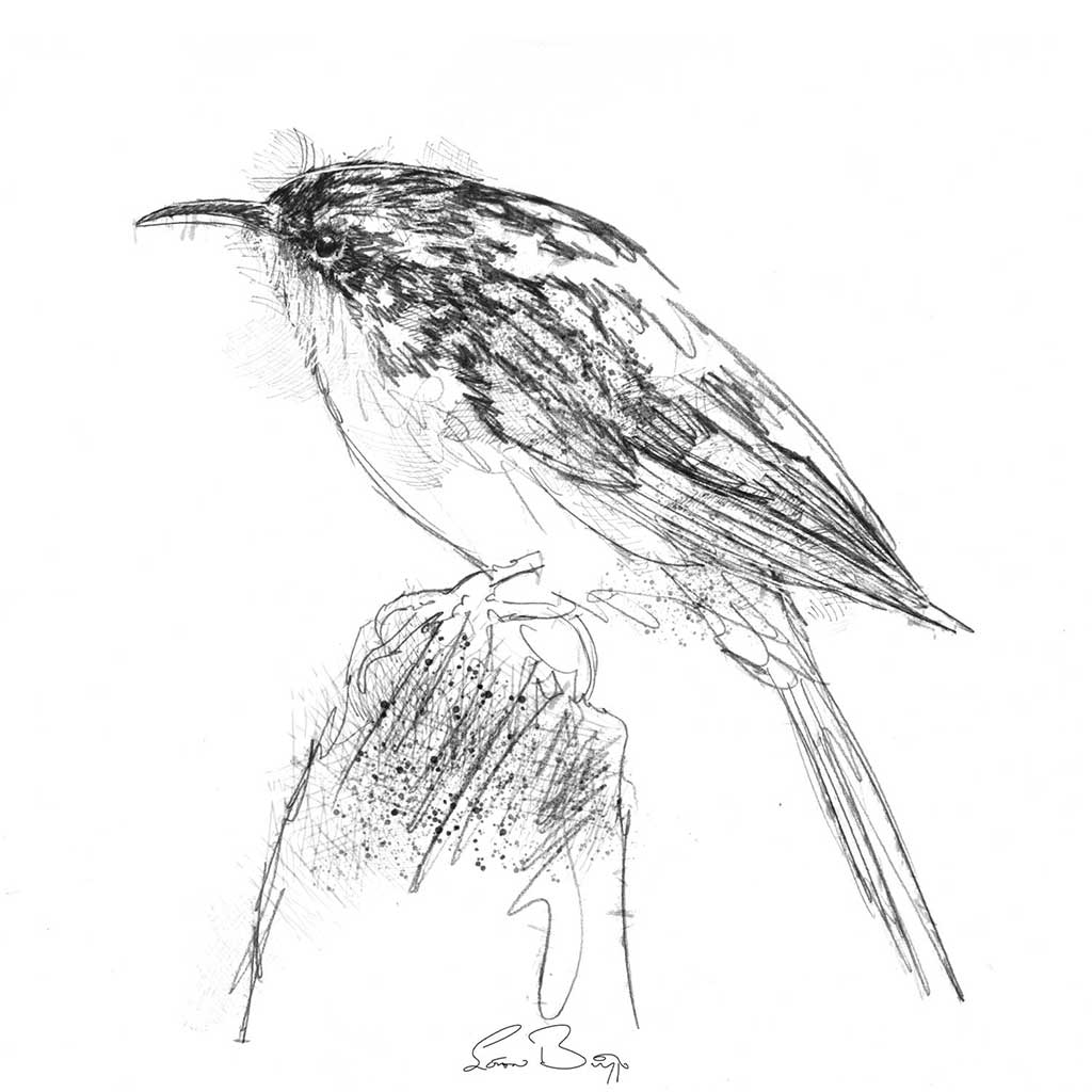 Tree creeper