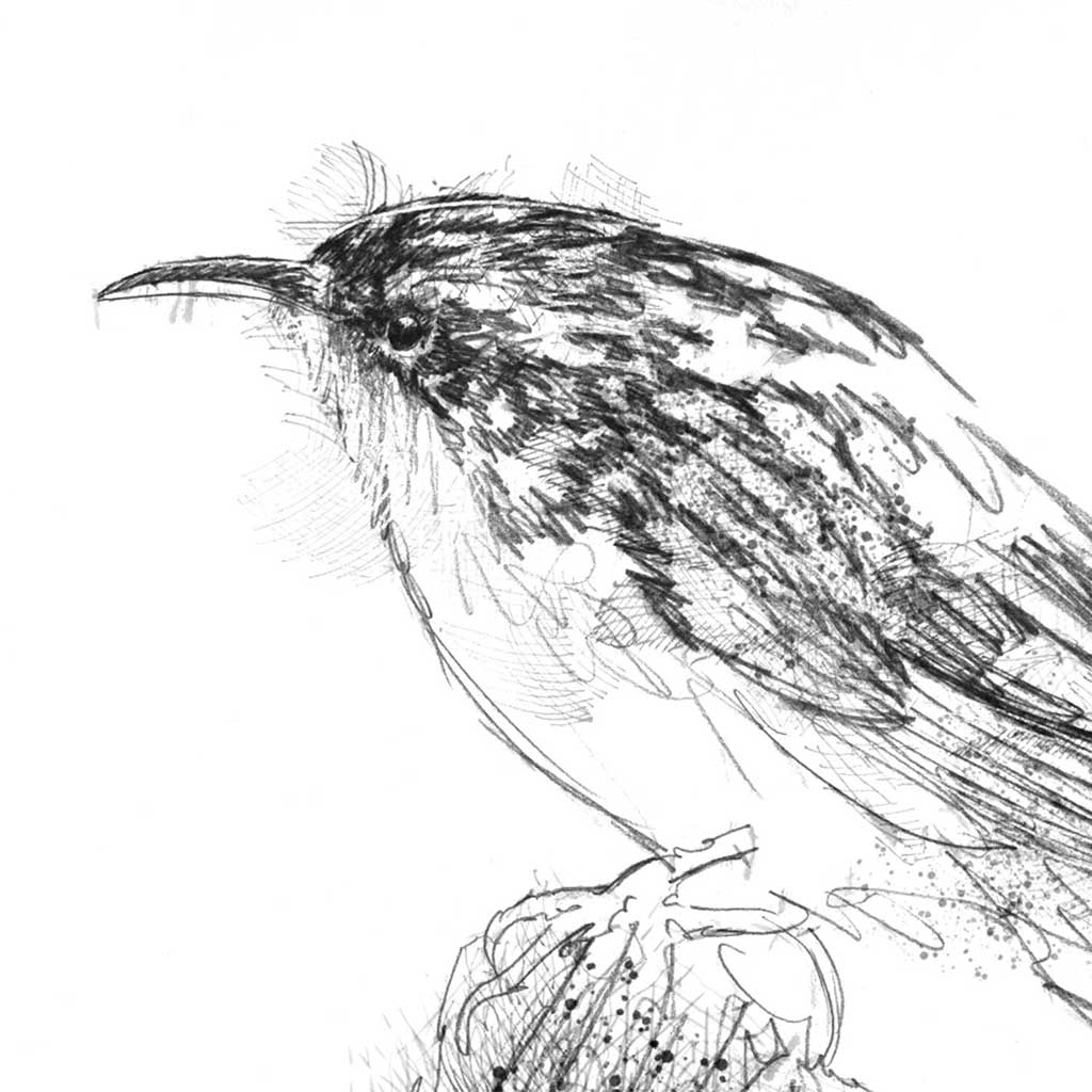Tree creeper