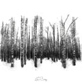 Beech trees