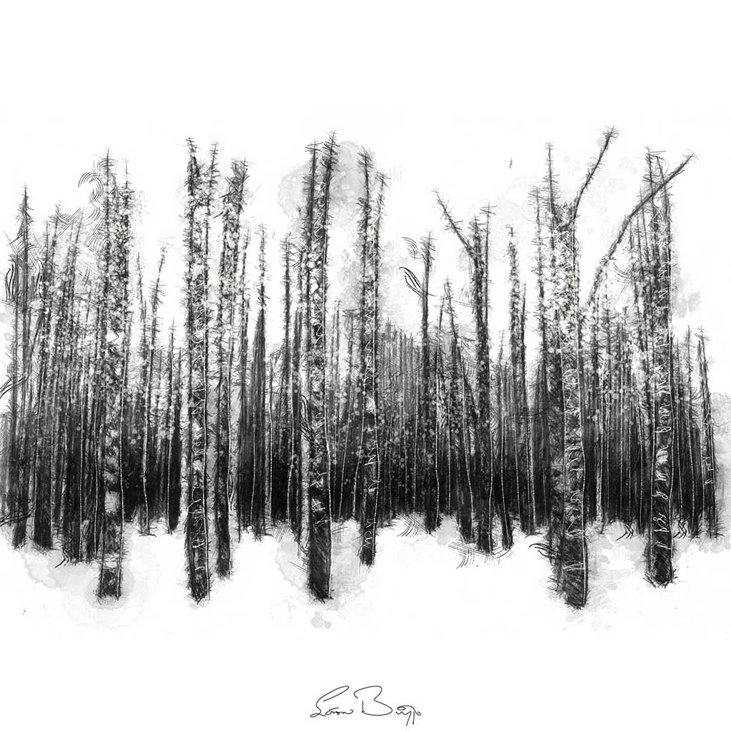 Beech trees