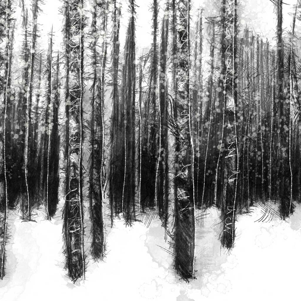 Beech trees