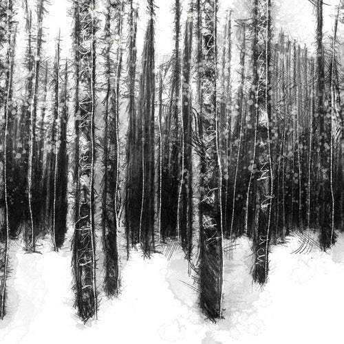 Beech trees