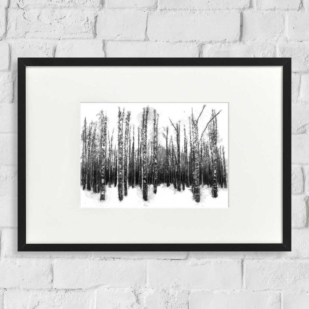 Beech trees