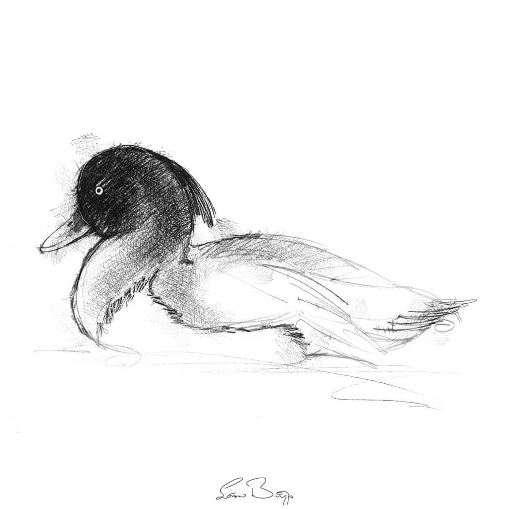 Tufted duck