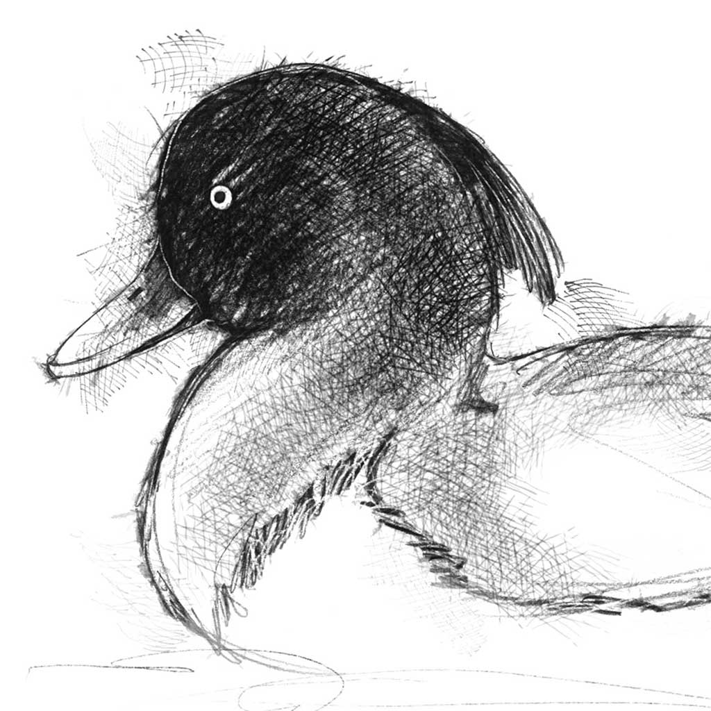 Tufted duck
