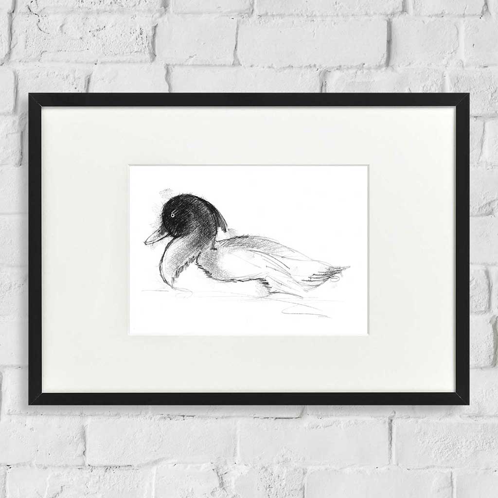 Tufted duck