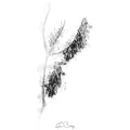 Tufted vetch