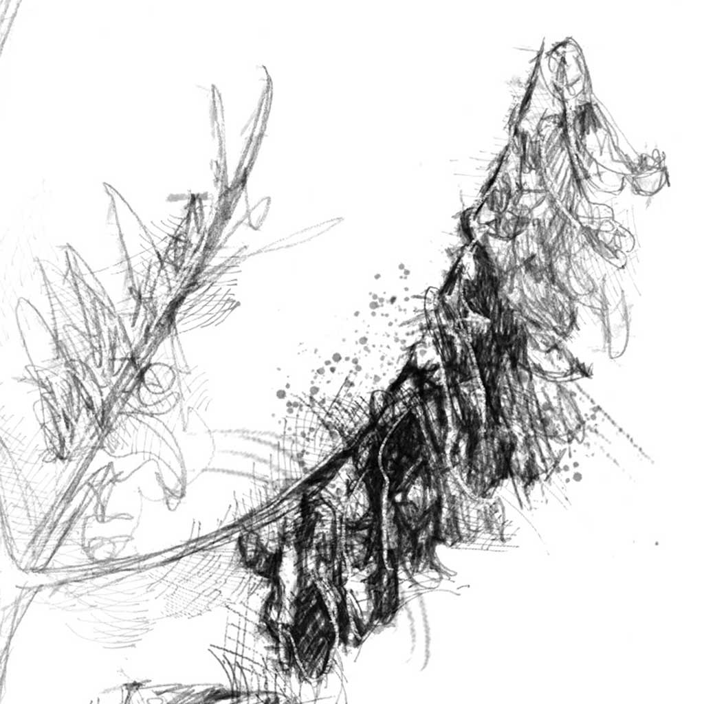 Tufted vetch