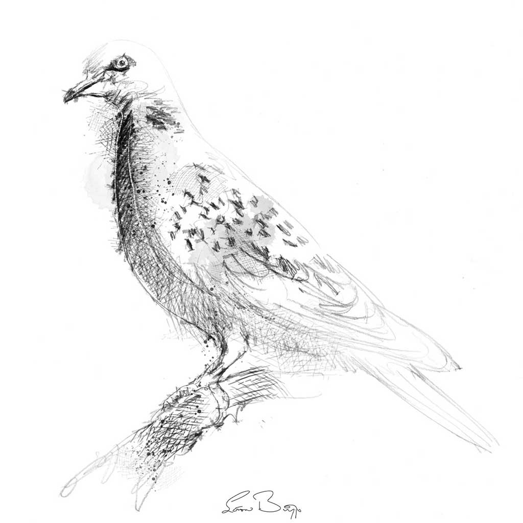 Turtle dove
